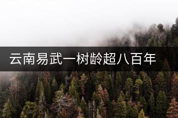 云南易武一樹齡超八百年古茶樹死亡，當(dāng)?shù)卦磕杲M織村民拜謁