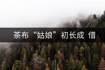 　茶布“姑娘”初長(zhǎng)成  借力網(wǎng)絡(luò)不愁嫁