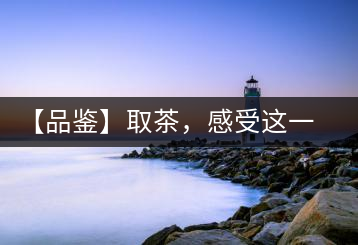 【品鑒】取茶，感受這一輪鳳起古茶的魅力