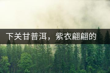 下關(guān)甘普洱，紫衣翩翩的綺麗小餅