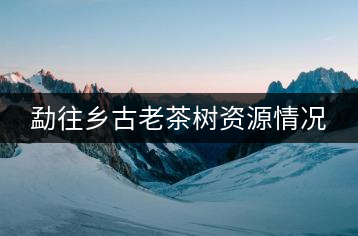 勐往鄉(xiāng)古老茶樹(shù)資源情況