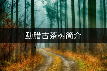 勐臘古茶樹簡介