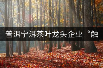 普洱寧洱茶葉龍頭企業(yè)“觸網(wǎng)”