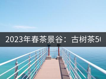 2023年春茶景谷：古樹茶500-600元／公斤，紫芽茶300-480元／公斤，白芽茶1200-2000元／公斤。
