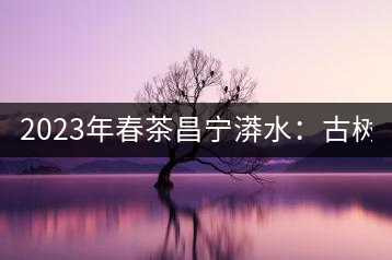 2023年春茶昌寧漭水：古樹混采純料480-600元／公斤，大樹360-420元／公斤，臺地260-300元／公斤，古樹單株均價880-1200元／公斤。