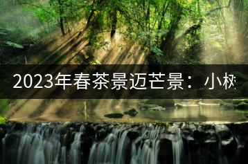 2023年春茶景邁芒景：小樹200元／公斤，古樹：600-800元／公斤
