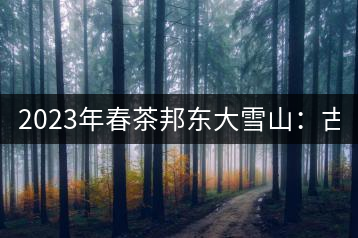 2023年春茶邦東大雪山：古樹800—900元／公斤