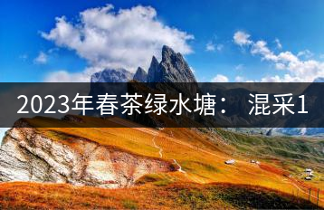 2023年春茶綠水塘： 混采11000-12000元／公斤，挑采14000元／公斤