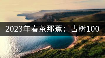 2023年春茶那蕉：古樹1000-1500元／公斤，中樹600-800元／公斤