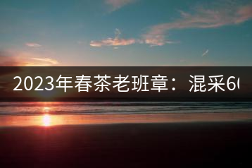 2023年春茶老班章：混采6000-8000元／公斤，挑采：12000元／公斤