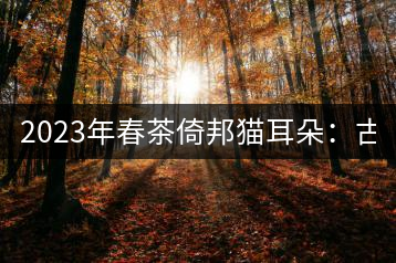 2023年春茶倚邦貓耳朵：古樹茶5000-8000元／公斤