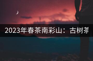 2023年春茶南彩山：古樹茶2000-2200元／公斤，大樹混采1200-1500元／公斤。