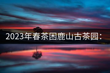 2023年春茶困鹿山古茶園：大樹8000-12000元／公斤，周邊小樹200-300元／公斤