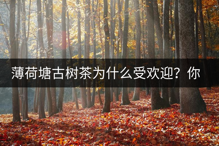 薄荷塘古樹茶為什么受歡迎？你知道嗎？
