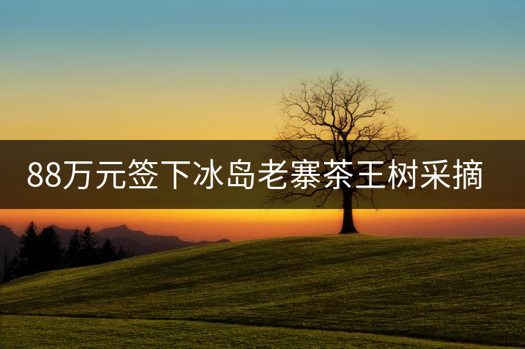 88萬元簽下冰島老寨茶王樹采摘權(quán)，誰說這是“競價交易”？