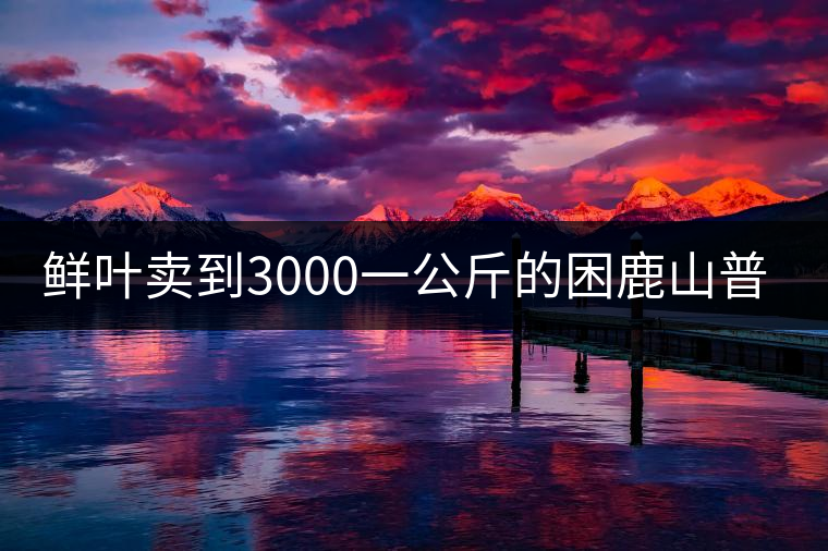 鮮葉賣到3000一公斤的困鹿山普洱茶，口感如何？