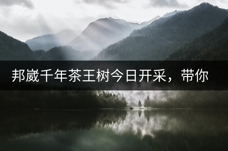 邦崴千年茶王樹今日開采，帶你了解被低估的邦崴古樹茶邦崴千年茶王樹今日開采，帶你了解被低估的邦崴古樹茶