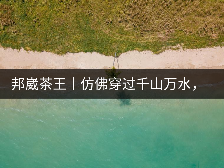 邦崴茶王丨仿佛穿過千山萬水，就是為了它而來邦崴茶王丨仿佛穿過千山萬水，就是為了它而來