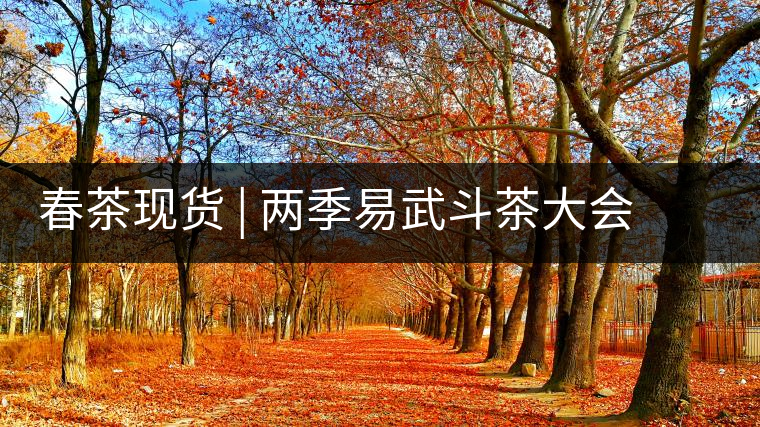 春茶現(xiàn)貨 | 兩季易武斗茶大會冠軍“落水洞”，茶友評價是這樣的