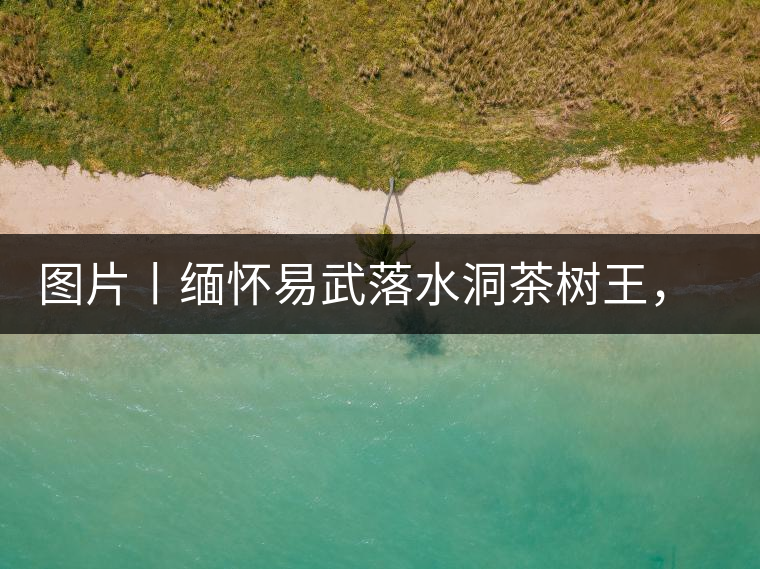 圖片丨緬懷易武落水洞茶樹王，犧牲前的樣貌圖片丨緬懷易武落水洞茶樹王，犧牲前的樣貌