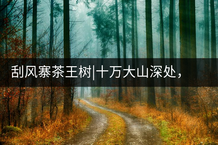 刮風(fēng)寨茶王樹|十萬大山深處，鮮為人知的王者刮風(fēng)寨茶王樹｜十萬大山深處，鮮為人知的王者