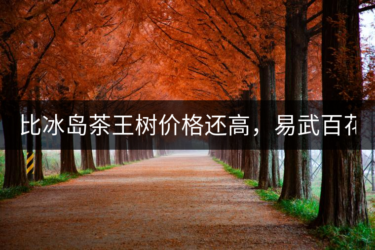 比冰島茶王樹(shù)價(jià)格還高，易武百花潭高桿古樹(shù)茶以100萬(wàn)成...比冰島茶王樹(shù)價(jià)格還高，易武百花潭高桿古樹(shù)茶以100萬(wàn)成交