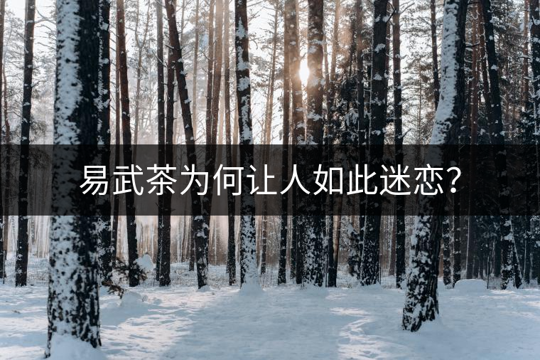 易武茶為何讓人如此迷戀？