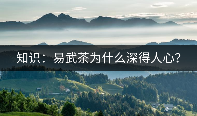 知識：易武茶為什么深得人心？