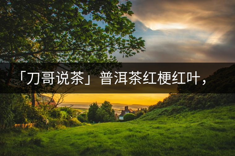 「刀哥說茶」普洱茶紅梗紅葉，這鍋誰來背？