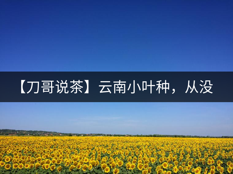 【刀哥說茶】云南小葉種，從沒落到回歸