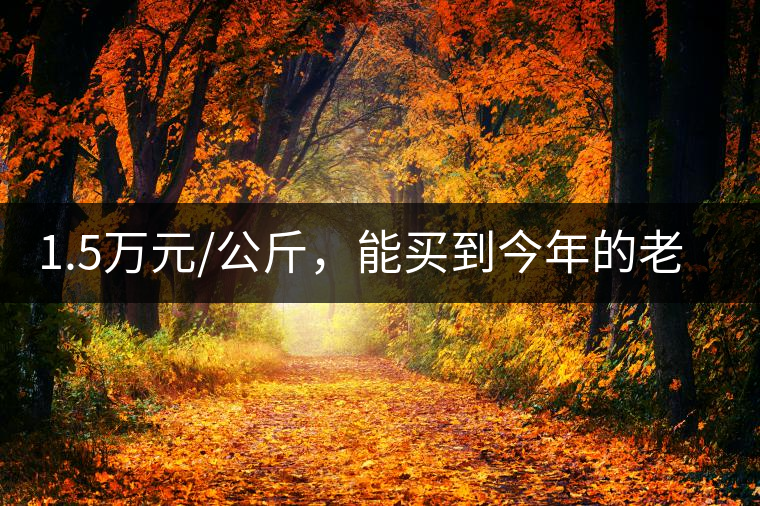 1.5萬元/公斤，能買到今年的老班章古樹茶嗎?1.5萬元/公斤，能買到今年的老班章古樹茶嗎？