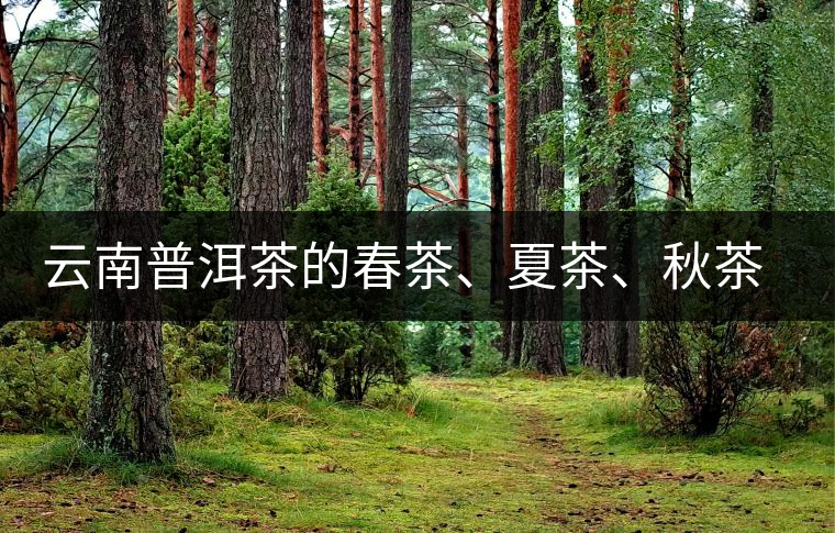 云南普洱茶的春茶、夏茶、秋茶的采摘時(shí)間及其特點(diǎn)