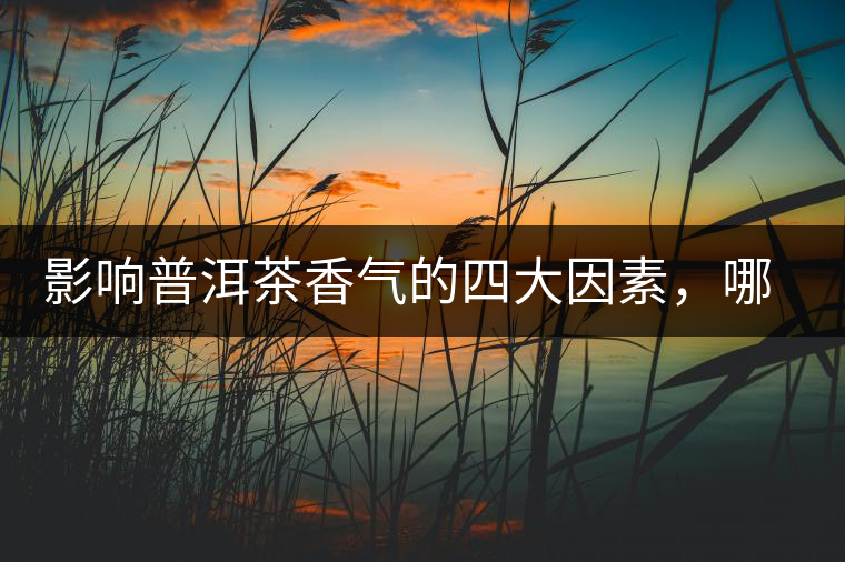 影響普洱茶香氣的四大因素，哪一個(gè)影響最大？