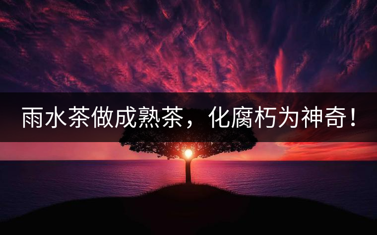 雨水茶做成熟茶，化腐朽為神奇！