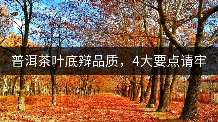 普洱茶葉底辯品質(zhì)，4大要點(diǎn)請(qǐng)牢記！