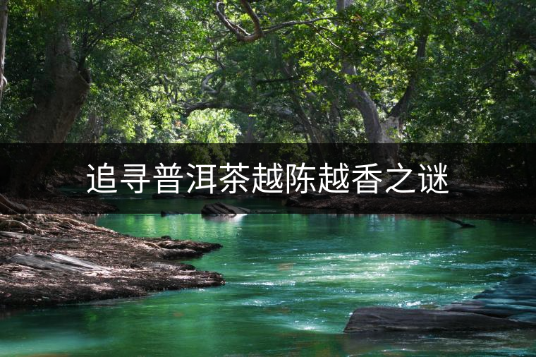 追尋普洱茶越陳越香之謎 追尋普洱茶越陳越香之謎