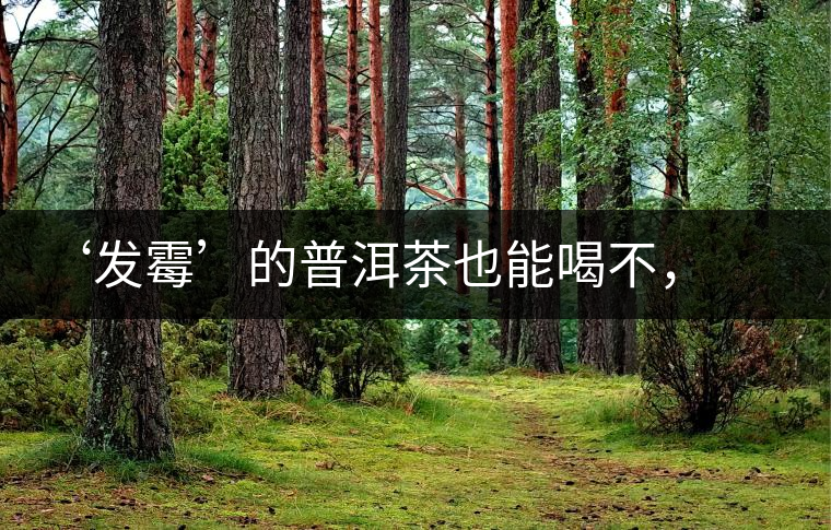 ‘發(fā)霉’的普洱茶也能喝不，看科學(xué)解釋