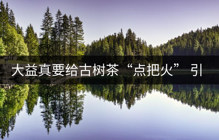 大益真要給古樹茶“點把火” 引火燒身？