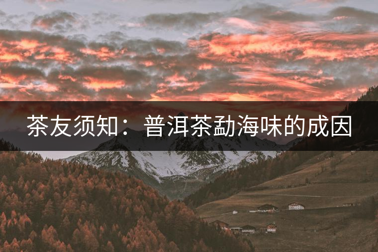 茶友須知:普洱茶勐海味的成因 茶友須知:普洱茶勐海味的成因