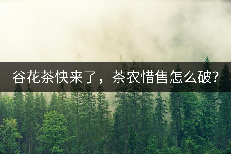 谷花茶快來了，茶農(nóng)惜售怎么破？
