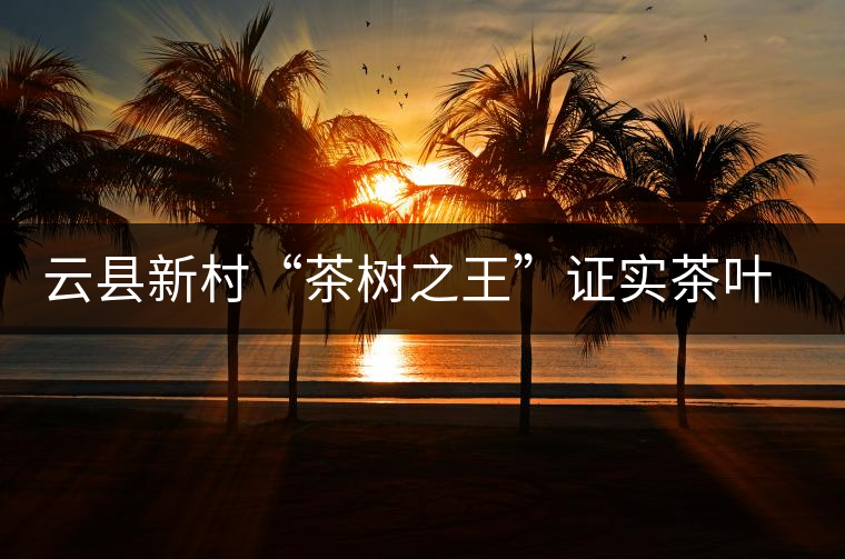 云縣新村“茶樹(shù)之王”證實(shí)茶葉原產(chǎn)地之說(shuō) 云縣新村“茶樹(shù)之王”證實(shí)茶葉原產(chǎn)地之說(shuō)