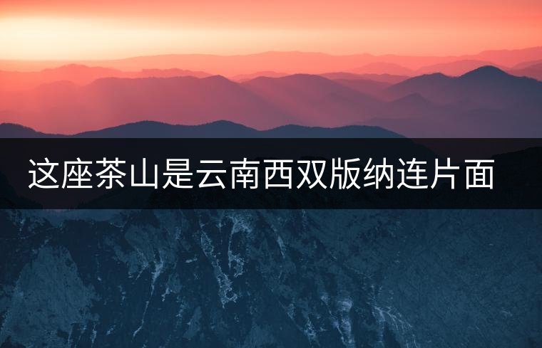 這座茶山是云南西雙版納連片面積最大的古茶園 這座茶山是云南西雙版納連片面積最大的古茶園