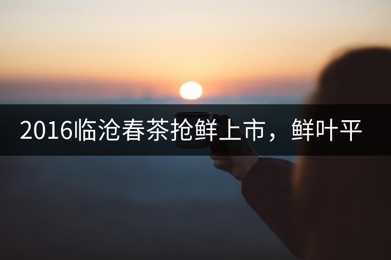 2016臨滄春茶搶鮮上市，鮮葉平均價同比去年減幅6.3%