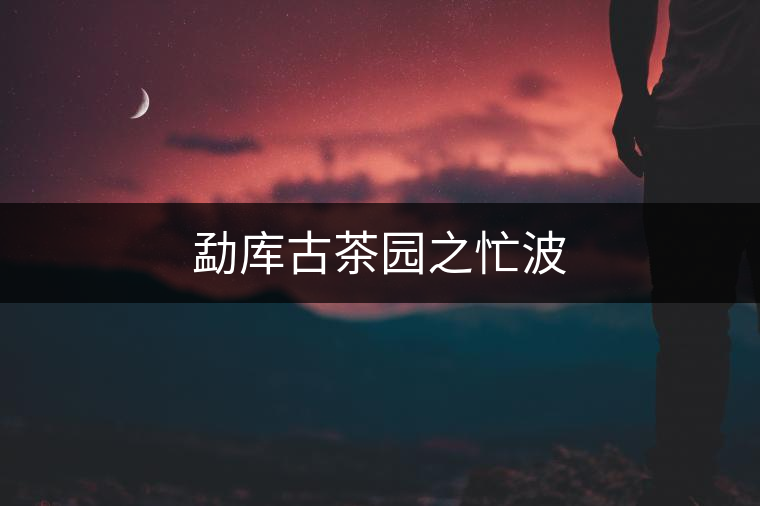 勐庫(kù)古茶園之忙波 勐庫(kù)古茶園之忙波