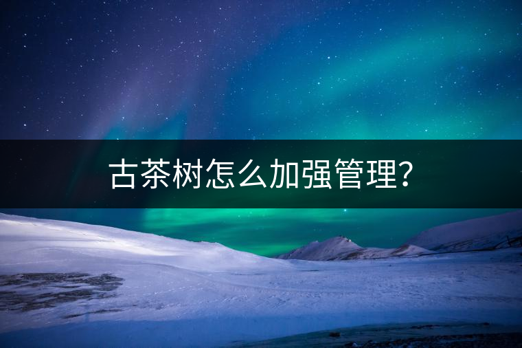 古茶樹怎么加強(qiáng)管理? 古茶樹怎么加強(qiáng)管理?
