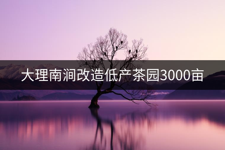 大理南澗改造低產(chǎn)茶園3000畝 大理南澗改造低產(chǎn)茶園3000畝