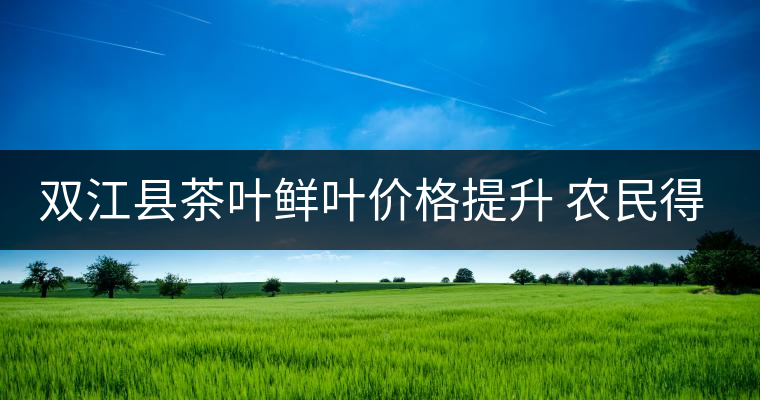 雙江縣茶葉鮮葉價格提升 農民得到實惠 雙江縣茶葉鮮葉價格提升 農民得到實惠