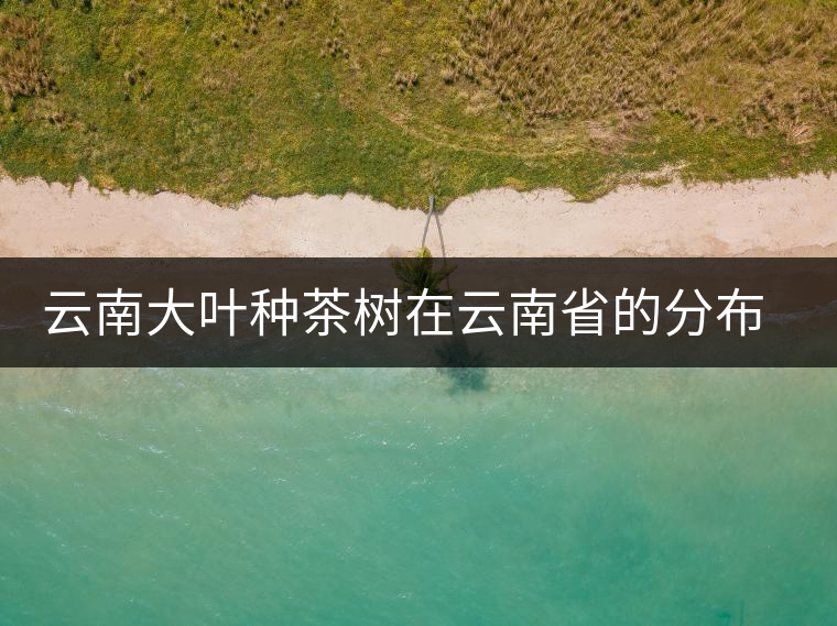 云南大葉種茶樹在云南省的分布情況 云南大葉種茶樹在云南省的分布情況