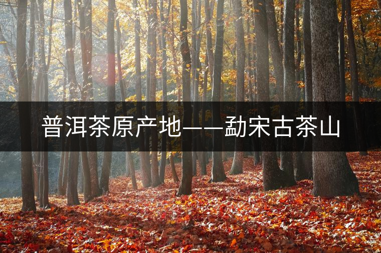 普洱茶原產(chǎn)地——勐宋古茶山 普洱茶原產(chǎn)地——勐宋古茶山