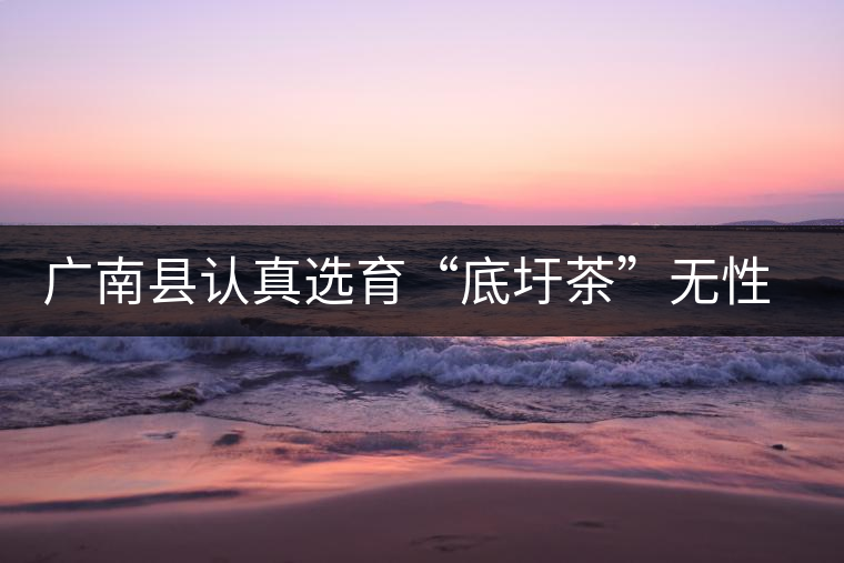 廣南縣認(rèn)真選育“底圩茶”無性系良種